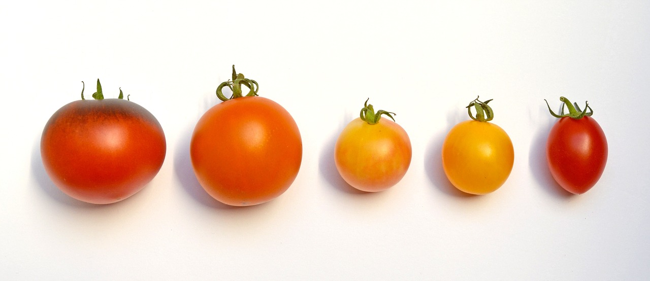 Grow Big, Juicy Tomatoes in Your Backyard